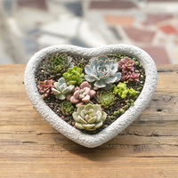 Pots de plantes succulentes en ciment en forme de cœur pour la décoration intérieure, pots de plantes d'intérieur pour la maison et le jardin