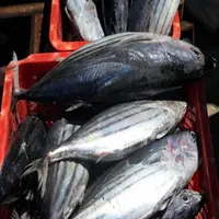 Harga Promosi YELLOWFIN TUNA Beku, 10Kg Beku Tuna Albacore, Termurah Beku Cakalang Tuna dari Indonesia Seafrozen