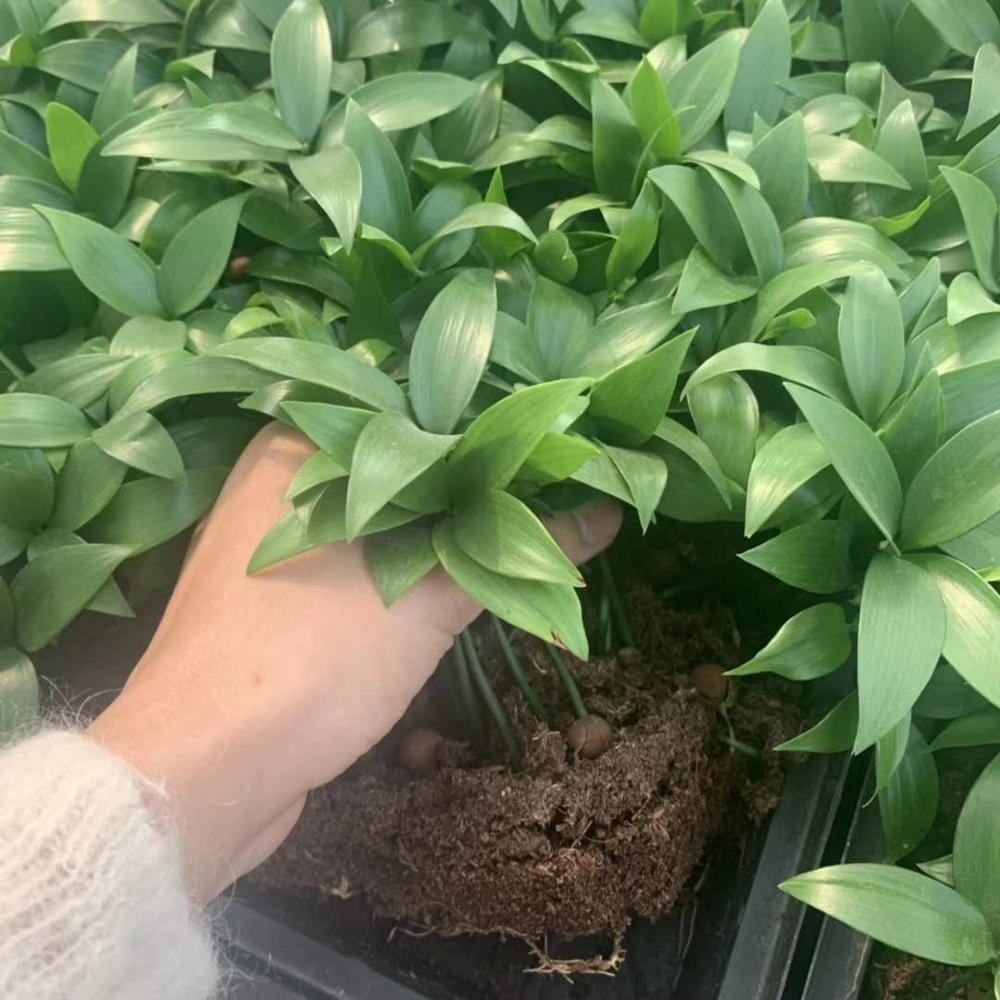 Завод рассады из бамбука