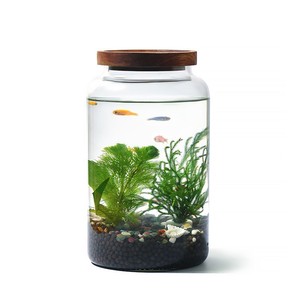 <span class=keywords><strong>Terrarium</strong></span> moderne rond <span class=keywords><strong>en</strong></span> <span class=keywords><strong>verre</strong></span> transparent avec couvercle Poisson hydroponique de grande taille <span class=keywords><strong>pour</strong></span> réservoir et <span class=keywords><strong>vase</strong></span> de table <span class=keywords><strong>pour</strong></span> décoration intérieure <span class=keywords><strong>pour</strong></span> mariage Diwali - Product Image 1