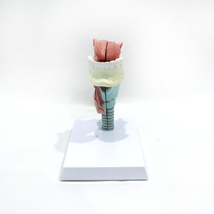 Modelo Anatómico Integrado <span class=keywords><strong>de</strong></span> Laringe, Lengua y Dientes, Desmontable en 5 Piezas, <span class=keywords><strong>de</strong></span> PVC, para Estomatología, Anatomía <span class=keywords><strong>de</strong></span> Otorrinolaringología, Laboratorio, con Certificaciones CE/ISO/ROHS/CNAS - Product Image 1