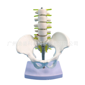 Auténtico soporte pélvico en miniatura con cinco vértebras lumbares, modelo de columna vertebral, modelo ortopédico, esqueleto humano. - Product Image 3