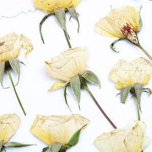 <span class=keywords><strong>Rose</strong></span> Gialle Essiccate con Stelo Pressato, Boccioli di Rosa Naturale Crema-Champagne per Arte in Resina Fai-da-Te, Decorazioni per la Casa - Product Image 1