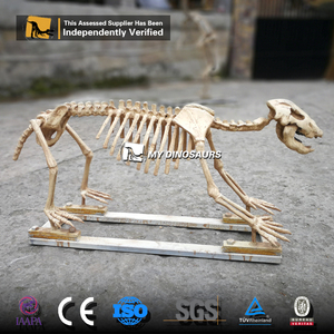 My Dino DS037 Science Education Life Size Fiberglass Animal <strong>Cave</strong> Bear Skeleton Model for Sale - Product Image 6