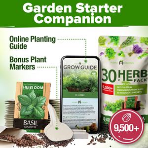 Kit da giardino di 30 cimelio culinario e Non ogm, ottimo per cucinare o tisane medicinali - Product Image 6