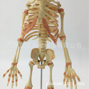 Modello di cranio di bambino, modello di <span class=keywords><strong>scheletro</strong></span> di bambino, <span class=keywords><strong>scheletro</strong></span> di bambino piccolo, modello di osso umano, istruzioni per il disegno di una figura umana. - Product Image 3