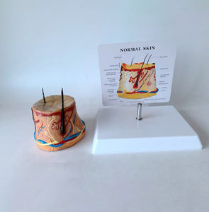 Modello di pelle in PVC anatomico più venduto <span class=keywords><strong>della</strong></span> struttura umana <span class=keywords><strong>formazione</strong></span> scientifica medica e strumento didattico - Product Image 3