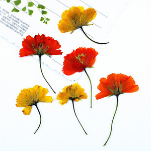 Cosmos Seco Prensado Lateralmente con Tallos, Flores Naturales de Cosmos para Fabricación de Velas, Inclusiones en Jabón, Resina Epoxi y Decoración Artesanal - Product Image 3