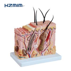 Modèle de <span class=keywords><strong>squelette</strong></span> humain HZMIM pour l'enseignement de la médecine et de l'anatomie, agrandi 50 fois avec cheveux - Product Image 2