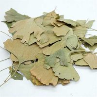 Natürliche Getrocknete Ginkgo Biloba Blätter, Schwefelfreies Kräuter-Rohmaterial für Teemischungen, Pflanzenextrakt & Wellness-Formel