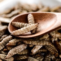 Snacks pour animaux de compagnie, 100% naturels, meilleur vente, aliments pour insectes, live, larve, black pearl, vente exceptionnelle