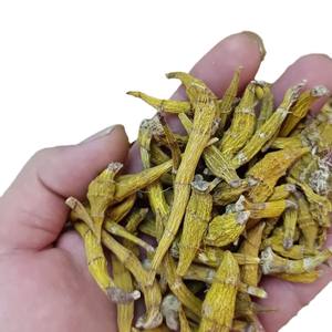 <span class=keywords><strong>Huya</strong></span> Dendrobium y Golden Fork Dendrobium Origen y estilo de suministro Tipo de procesamiento seco Crudo - Product Image 5