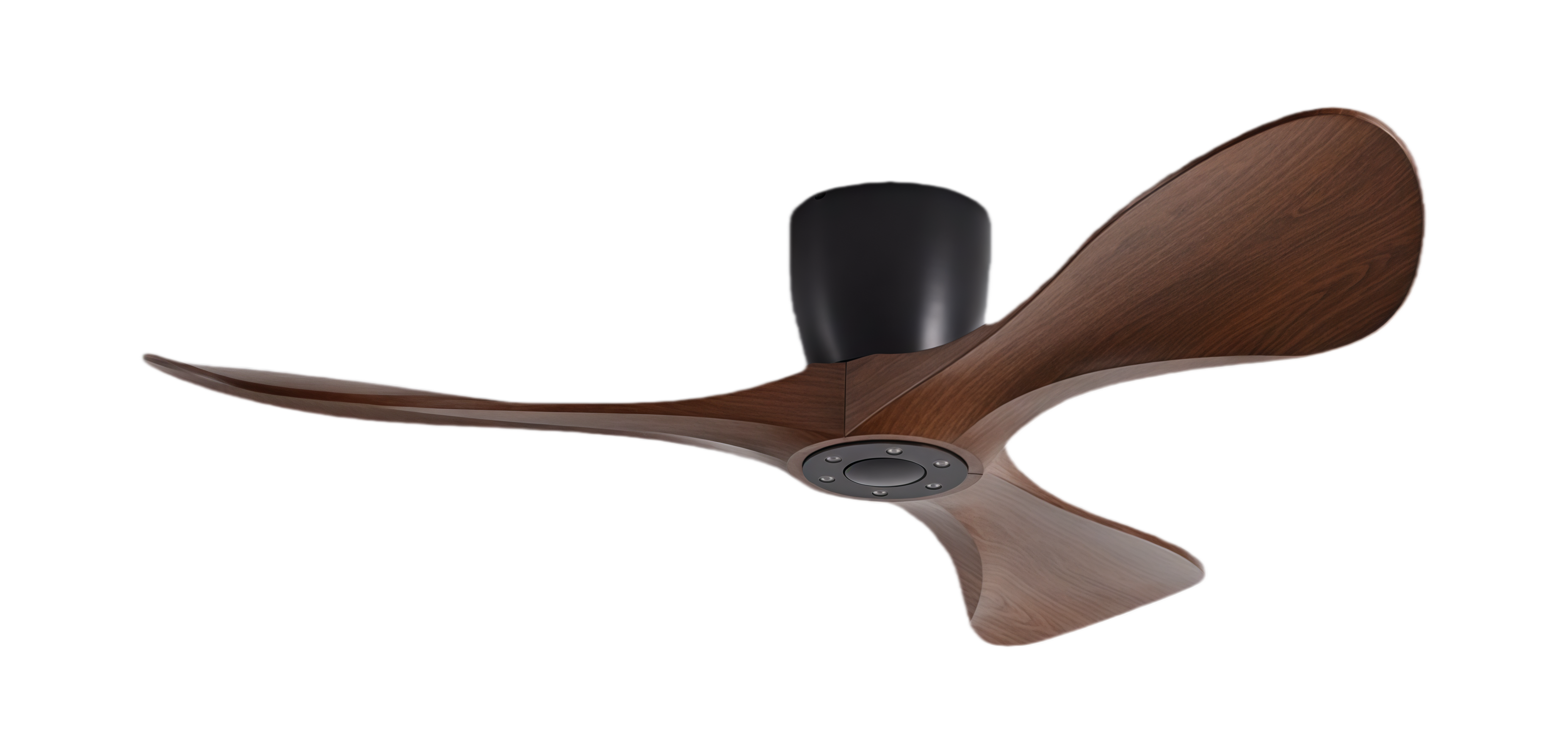 วอลนัทดำ