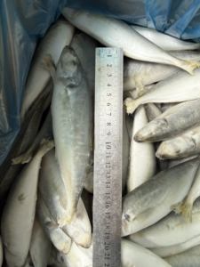 Pescado Recién Capturado de <span class=keywords><strong>Temporada</strong></span>, Disponible en Grandes Cantidades, 8-10 Piezas de Caballa Congelada - Product Image 1