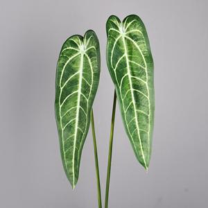 Meng Jie Artificial Anthurium Leaves 30cm-100cm PVC Vase <b>Flowers</b> <b>Decorative</b> Green <b>Plants</b> for Home Indoor Outdoor Use - Product Image 3