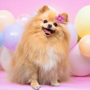 Accesorio para el cabello de flores de poliéster sostenible de 5 pétalos para mascotas, banda de goma con lazo de Color sólido, estilo dulce para verano, invierno y primavera - Product Image 5