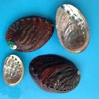 Grand bol artisanal en coquille d'ormeau naturelle pour brûler le sauge, décoration d'intérieur et ornement