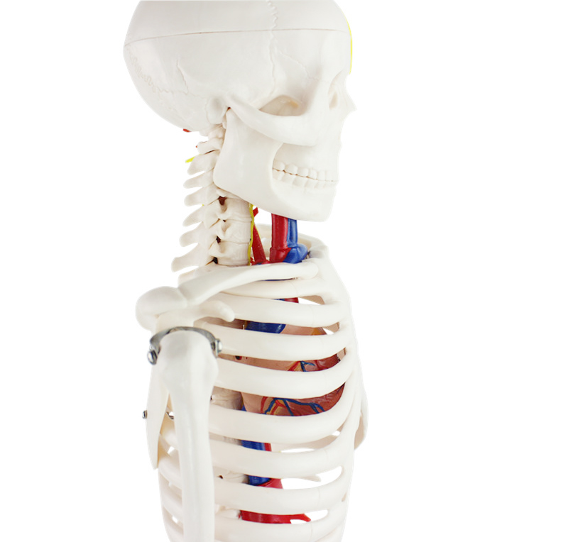 Modello di articolazione della Mano Anatomia dell'osso del Dito Umano Medico Modello di Scheletro della Mano Scheletro della Mano Destra Pieghevole con articolazioni articolate Ulna e Raggio