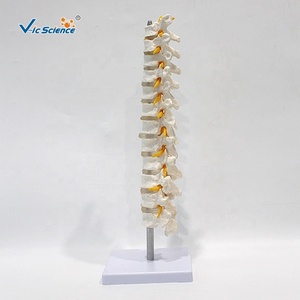 Con người ngực và tủy sống dây thần kinh giải phẫu cuộc sống-kích thước PVC Skeleton mô hình y tế khoa học mô hình cho các trường học sử dụng - Product Image 3