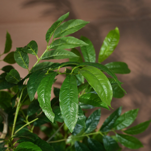 ต้นปาชิราอควาติก้าประดิษฐ์ขนาดใหญ่ สไตล์ธรรมชาติ ทำจากพลาสติก ใบไม้สีเขียว ตกแต่งบ้าน ทนทาน เป็นมิตรกับสิ่งแวดล้อม - Product Image 2