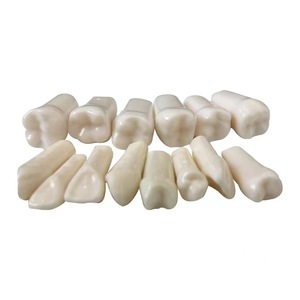 All'ingrosso simulatore dentale manichino testa fantasma pratica dente falso - Product Image 1