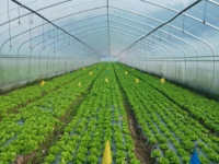 Serre agricole en plastique entièrement automatique de 2 m, technologie économique de Baolida