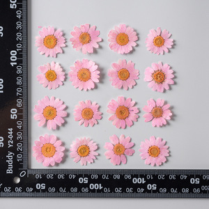 12 pz/confezione Margherite Daisy per Scrapbooking, Resina Epossidica, Bling-bling, <span class=keywords><strong>Fiore</strong></span> Naturale Pressato Ecologico - Product Image 5