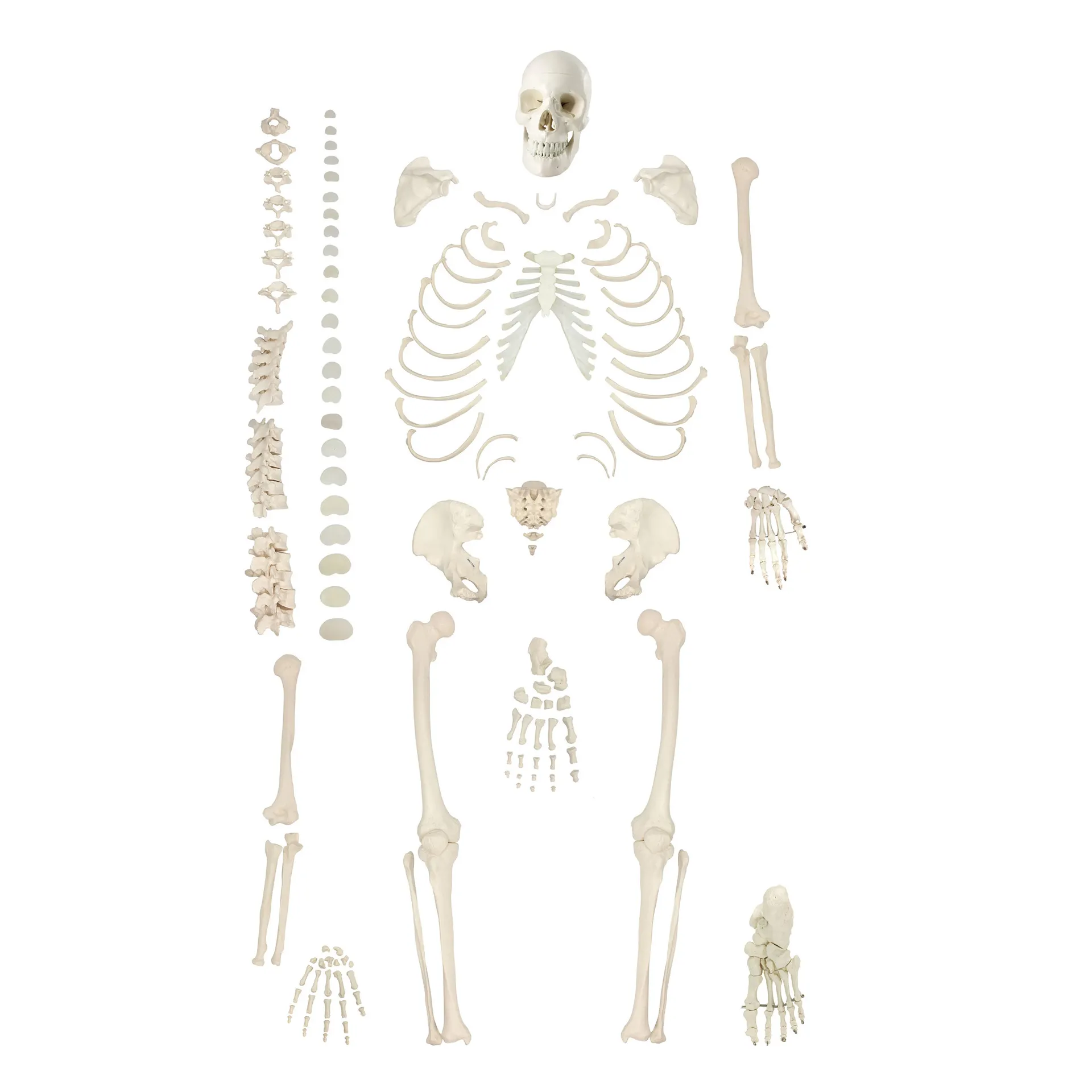 医学教育人間の骨格モデルゆるい骨医学生の観察と学習を促進する