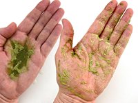 Poudre de Ziziphus, poudre de feuilles de jujube, poudre de Qasil Sidr, cosmétique YoushuoBio
