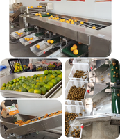 Machine de tri et de calibrage automatique en acier inoxydable 304 pour pommes, oignons, oranges, myrtilles, pommes de terre, avocats, dattes, fruits et tomates avec fonction de lavage