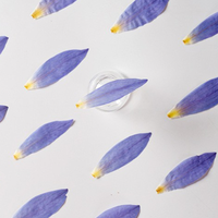 Pétales de lotus bleu séchés naturels et pressés, pétales de nénuphar séchés pour décorations, spécimens de fleurs végétales