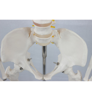 Adult female skeleton with spinal nerves and carotid arteries, packaged in a <b>foam</b> box. Medical teaching equipment. - Product Image 1