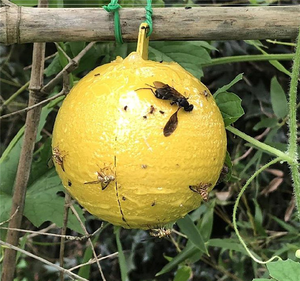 Bola <span class=keywords><strong>Atrapamoscas</strong></span> Reutilizable, Trampas para Moscas Fuertes, Eliminador de Moscas, Bola Colgante Adhesiva, Herramientas para Atrapar Moscas, Suministros para <span class=keywords><strong>el</strong></span> Hogar, Jardín y Patio - Product Image 4