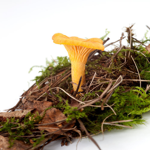 Funghi Girolle Selvatici Dorati DETAN per l'Esportazione in <span class=keywords><strong>Vendita</strong></span> - Product Image 5
