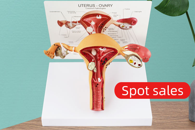 ANATOMY - FEMALE 解剖学模型 b019k01pb8.jpg