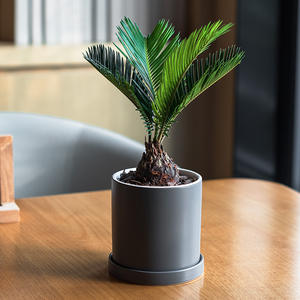 Mini plante verte artificielle Cc 2024 avec <span class=keywords><strong>pot</strong></span> <span class=keywords><strong>en</strong></span> céramique, plante décorative pour bureau, hôtel, restaurant, 037 - Product Image 2