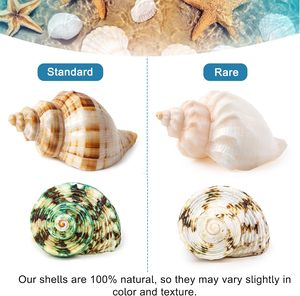 6PCS Large Hermit Crab <strong>Shells</strong> Natural Sea Conch Size 2.8&quot; - 3.9&quot; Opening Size 1.5&quot; - 2.5&quot; Turbo Seashells for Hermit Crab - Product Image 4