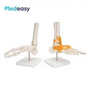 Modelo de Esqueleto Humano de PVC Medeasy, Modelo Anatómico de Articulación del Pie, Herramienta para la Enseñanza de Ciencias Médicas a Estudiantes - Product Image 1