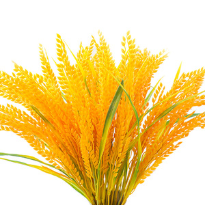 <span class=keywords><strong>Épi</strong></span>s <span class=keywords><strong>de</strong></span> <span class=keywords><strong>blé</strong></span> artificiels branche <span class=keywords><strong>de</strong></span> <span class=keywords><strong>blé</strong></span> <span class=keywords><strong>de</strong></span> riz doré naturel <span class=keywords><strong>bouquet</strong></span> <span class=keywords><strong>de</strong></span> branche <span class=keywords><strong>de</strong></span> paddy Durable pour <span class=keywords><strong>mariage</strong></span> et hôtels et décoration <span class=keywords><strong>de</strong></span> la maison - Product Image 6