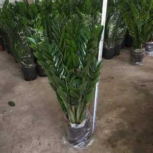 Albero della Prosperità in Vaso per Interni, Soggiorno, Ufficio, Grande Vaso, Albero Verde, Bonsai, Pianta che Purifica l'Aria - Product Image 4