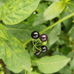 Erba Naturale Long Kui (Solanum Nigrum) in Fette Crude, Solanella Nera in Vendita - Product Image 4