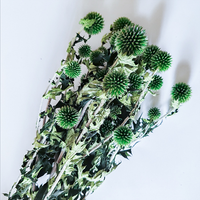 Großhandel Ewige Natürliche Konservierte Echinops Globe Thistle Blaue Planetenkugel Getrocknete Blumen Langlebig 3-5 Jahre Muttertag