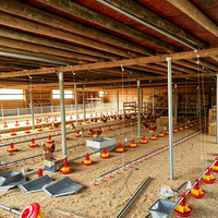 Mangeoire automatique pour poulets, équipement d'élevage avicole pour poules pondeuses, équipement avicole automatique pour ferme avicole au Kenya