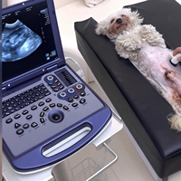 Système d'échocardiographie cardiaque vétérinaire portable couleur Doppler de type ordinateur portable pour hôpital vétérinaire