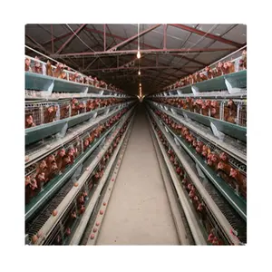 Cage de poulet broyeur à 2 niveaux, fournisseur d'intérieur
