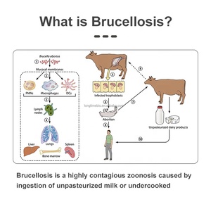 LANGESTERRIBE Rinder-Brucellose-Antikörper-Schnelltest-Brucellokartenset - Product Image 2