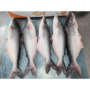 <span class=keywords><strong>Poisson</strong></span>-chat Pangasius Basa congelé à bas prix <span class=keywords><strong>poisson</strong></span> rond entier de haute qualité une grande valeur pour vos poissons - Product Image 1
