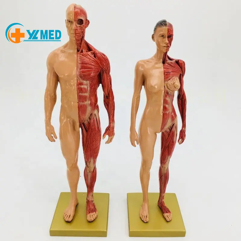 Seni Medis 30CM Lukisan Referensi Model Tengkorak Bust Seni Struktur Anatomi Musculmusculoskeletal Manusia