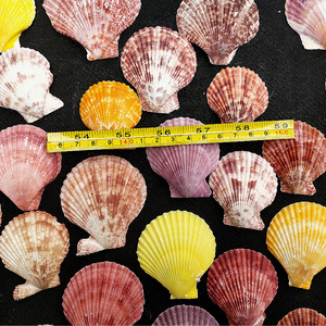 20PCS Colorful Natural Seashells Decorations Scallop <strong>Shells</strong> Crafts Decor <strong>Ornament</strong> - Product Image 4