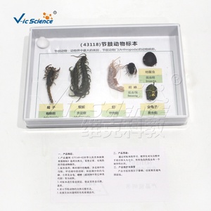 Spécimen d'arthropode séché, spécimen d'insecte naturel séché pour l'enseignement de la biologie, spécimen d'insecte pour laboratoire scolaire - Product Image 3